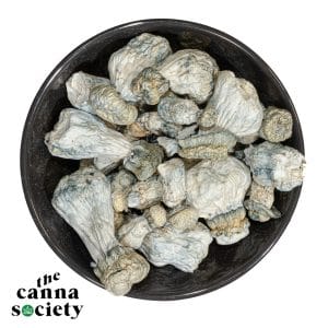 *NEW BATCH* Albino Penis Envy