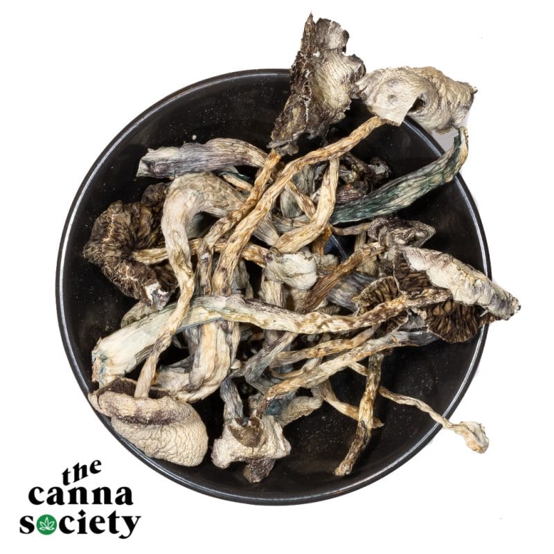 True Albino Teachers